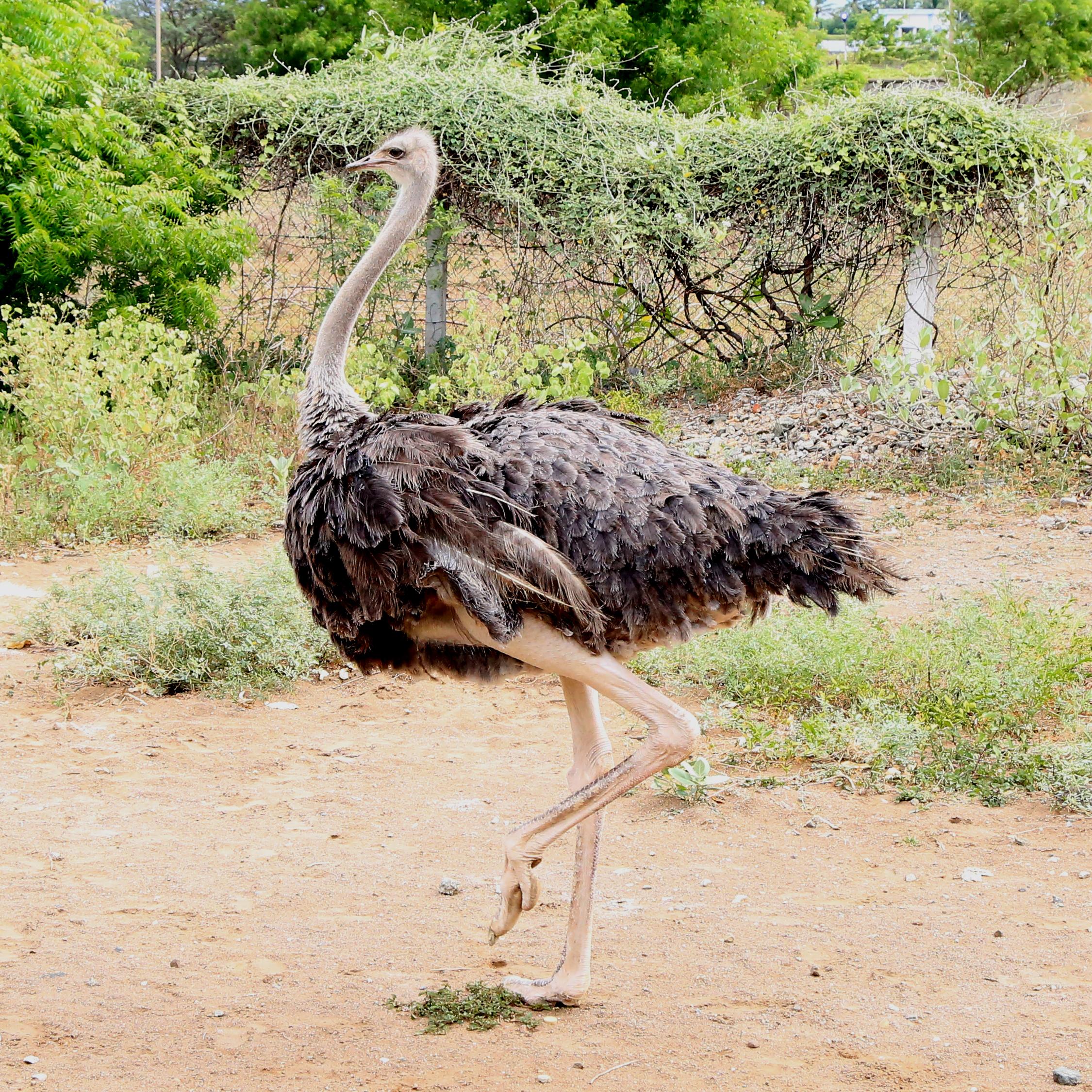  Ostrich