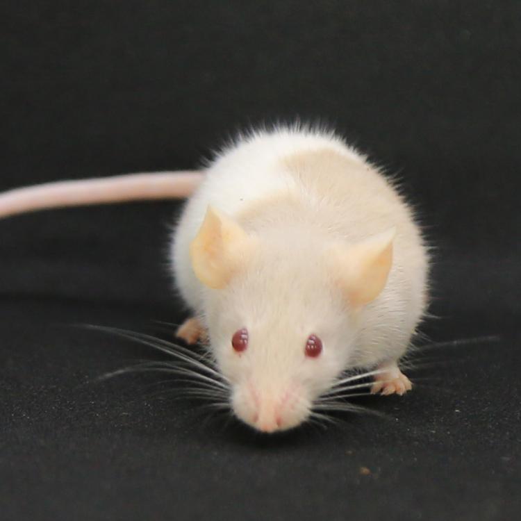 Mice — complete overview